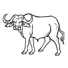 Swamp Buffalo coloring page