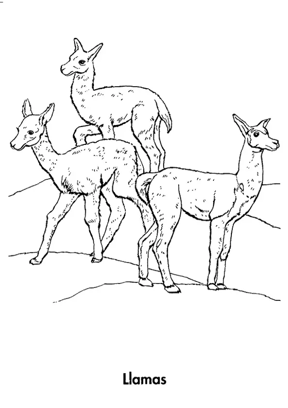 Three-Llamas