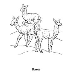 Three llamas coloring page online