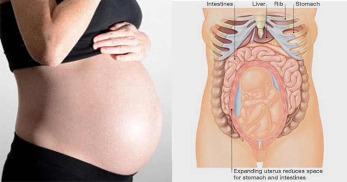 28 неделя болит живот. Ребра при беременности. Внутренние органы беременной женщины. Живот беременной в разрезе.