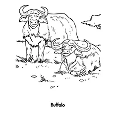 Water Buffalo coloring page