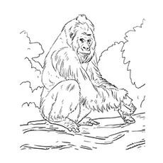 Western lowland Gorilla coloring page_image