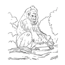 Western lowland Gorilla Coloring Page_image