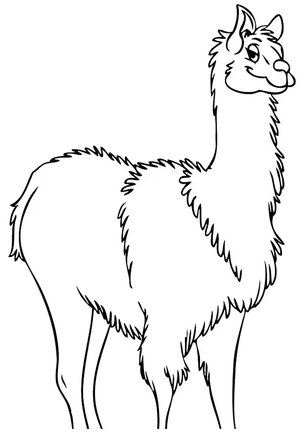 Wooly-Llama