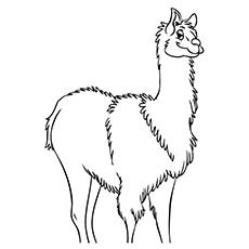 Wooly llama coloring page online