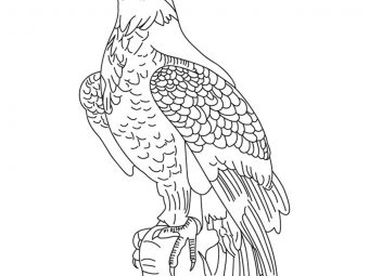 20 Cute Eagle Coloring Pages For Your Little Ones