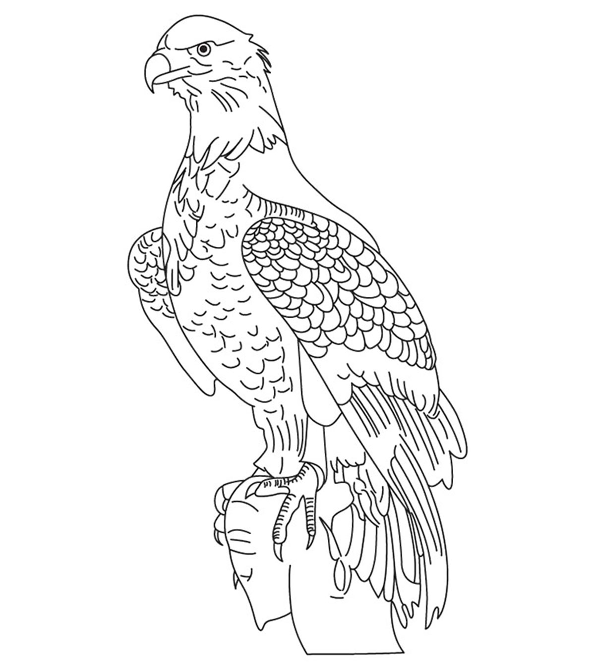 gliding draco lizard coloring pages