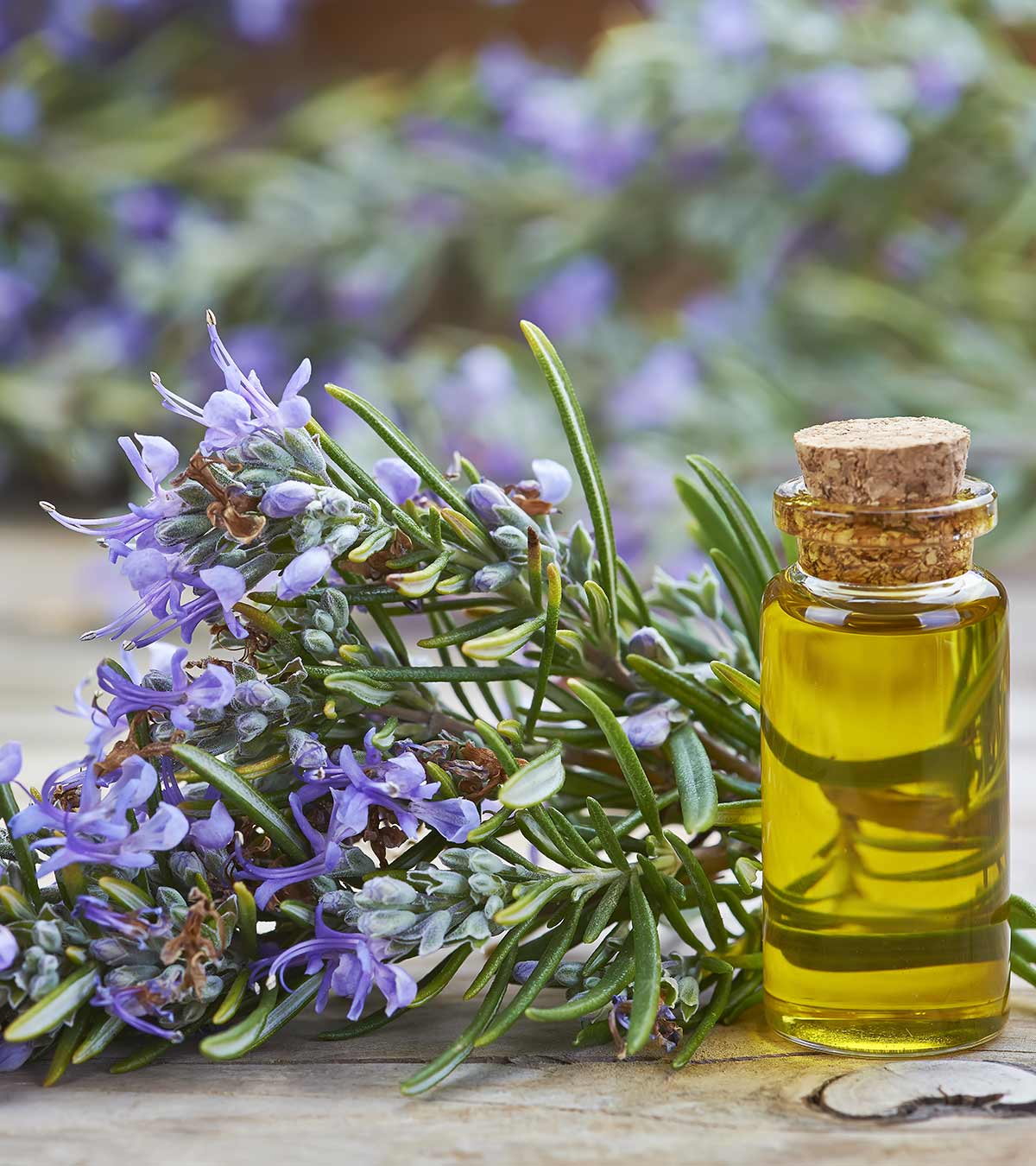 6 Health Benefits Of Using Rosemary Oil During Pregnancy