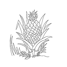 A ripe pineapple coloring page