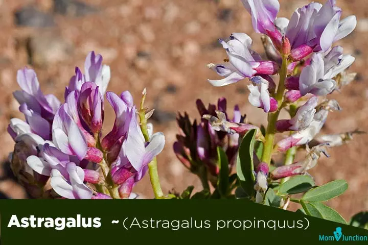 Astragalus astragalus propinquus fertility herbs for men
