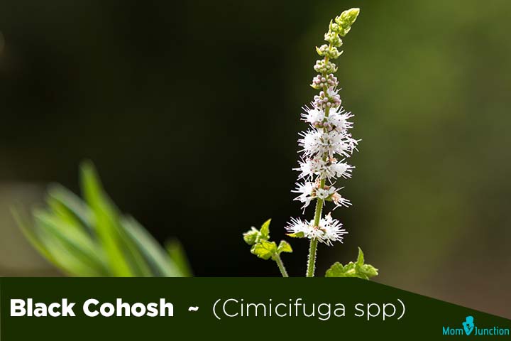 Black cohosh ciicifuga spp fertility herbs for men