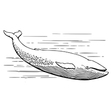 Blue whale coloring page