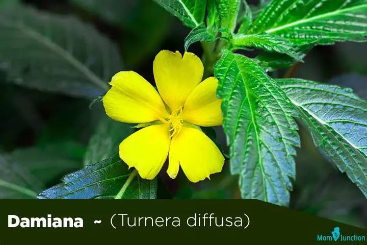 Damiana turnera diffusa fertility herbs for men