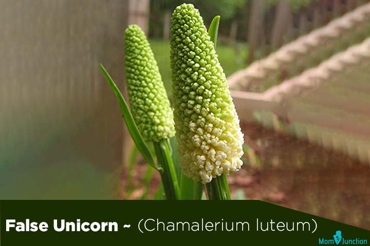 False unicorn chamalerium luteum and fertility herbs for men