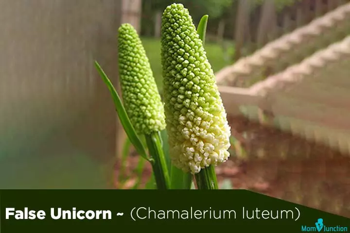 False unicorn chamalerium luteum and fertility herbs for men