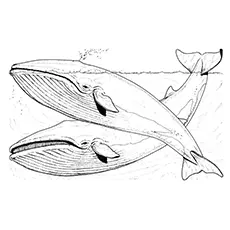 Fin whale coloring page