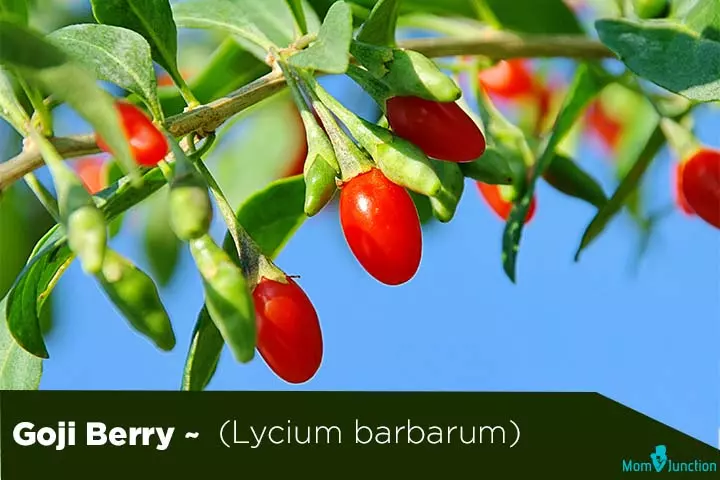Goji berry lycium barbarum fertility herbs for men