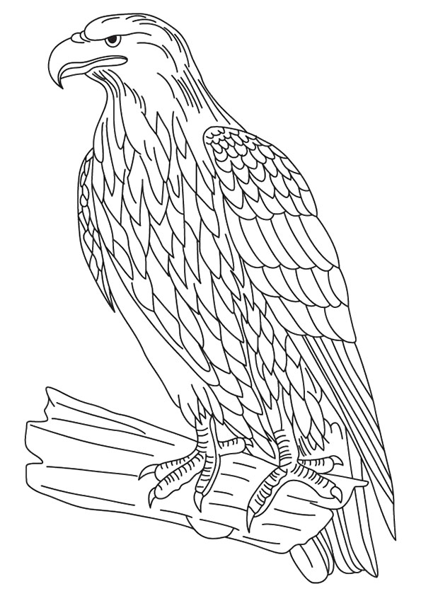 Golden-Eagle