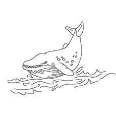 Gray whale coloring page