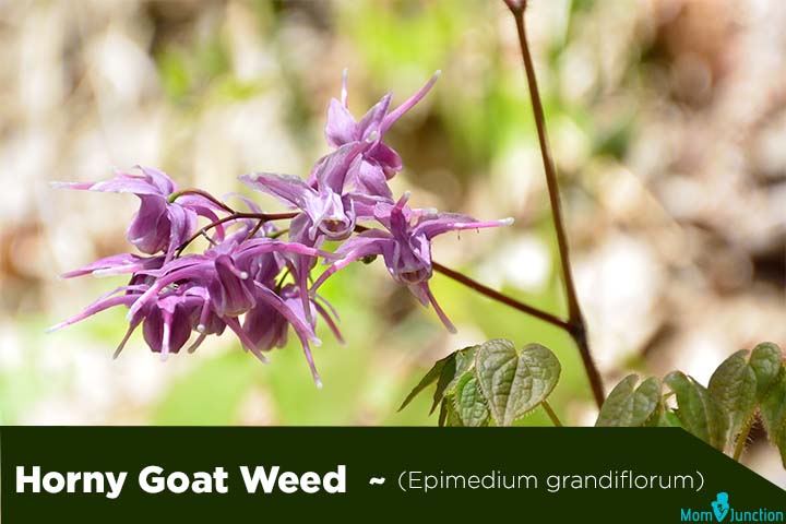 Horny goat weed epimedium grandiflorum fertility herbs for men
