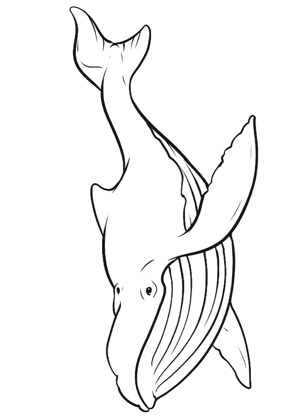 Humpback-Whale
