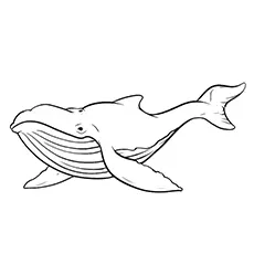 Humpback whale coloring page