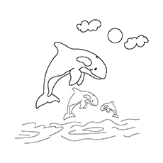 Killer whale coloring page