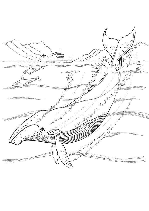 Long-Finned-Pilot-Whale