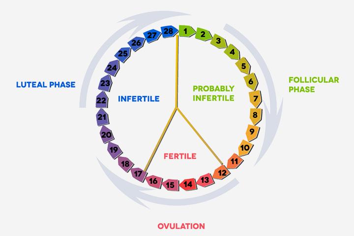 Luteal Phase What Is It And How Is It Related To Pregnancy 