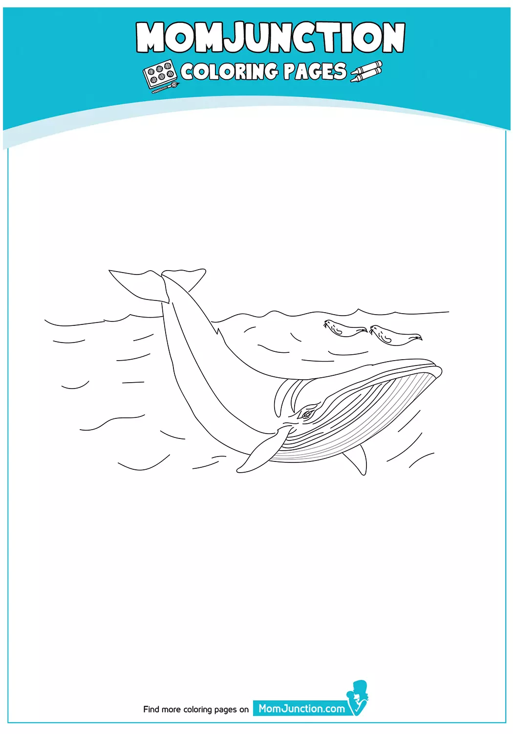 Minke-Whale-17