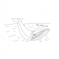 Minke whale coloring page