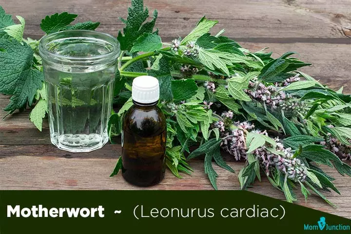 motherworth leonurus cardiac fertility herbs for men