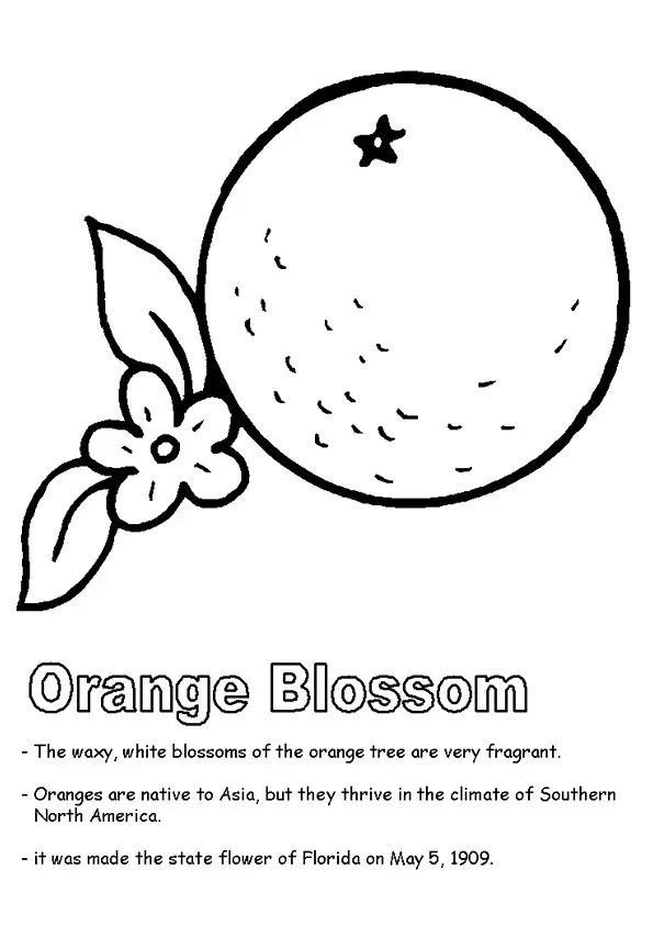 Orange-Blossom