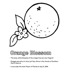 Orange blossom coloring page