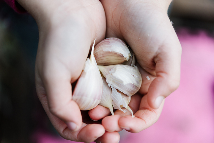 Raw garlic helps cure a cold or cough.