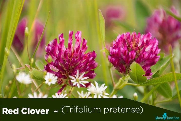 Red clover trifolium pretense and fertility herbs for men