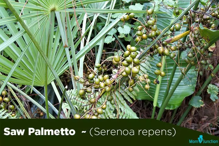 Saw palmetto serenoa repens fertility herbs for men
