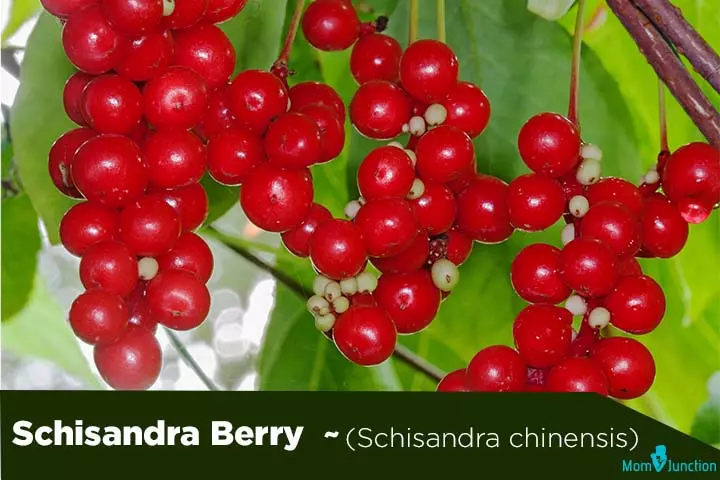 Schisandra berry schisandra chinensis fertility herbs for men