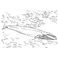 20 Printable Whale Coloring Pages Your Toddler Will Love