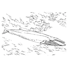 Sei whale coloring page