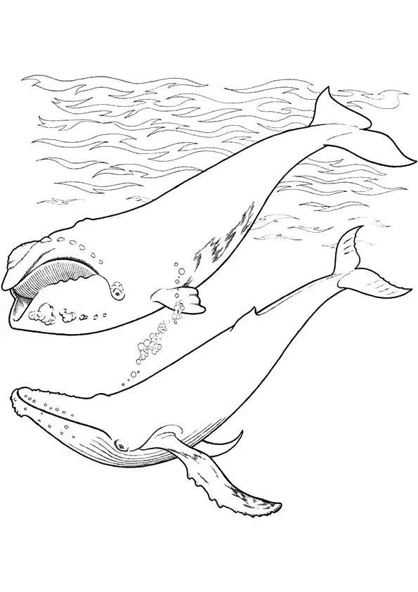 Short-Finned-Pilot-Whale