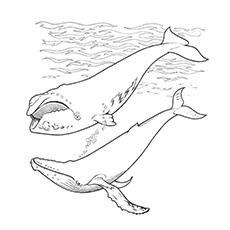 20 Printable Whale Coloring Pages Your Toddler Will Love