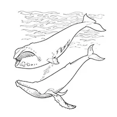 Short-finned pilot whale coloring page