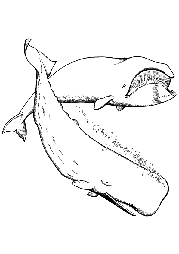 Sperm-Whale