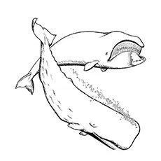 Sperm whale coloring page