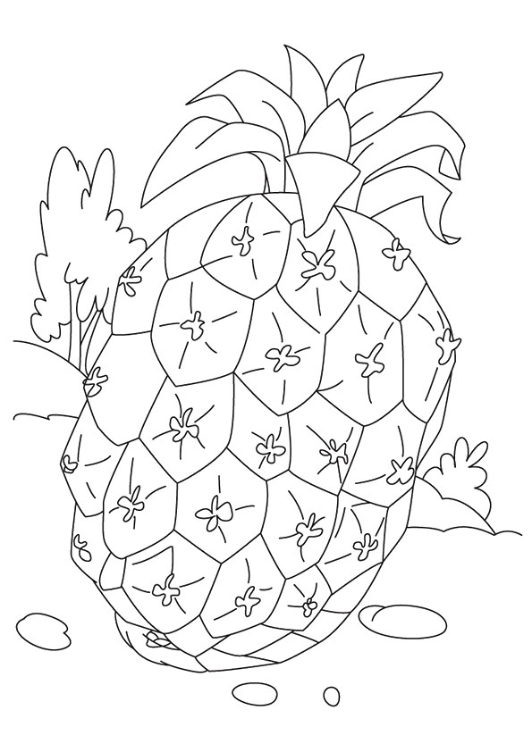 Sugarloaf-Pineapple