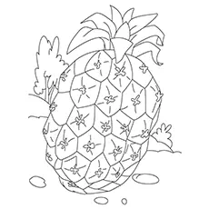 Sugarloaf pineapple coloring page