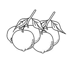 Tangerine, orange coloring page