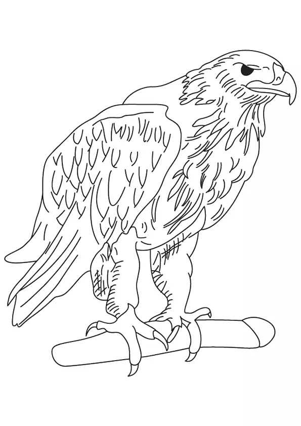 Tawny-Eagle