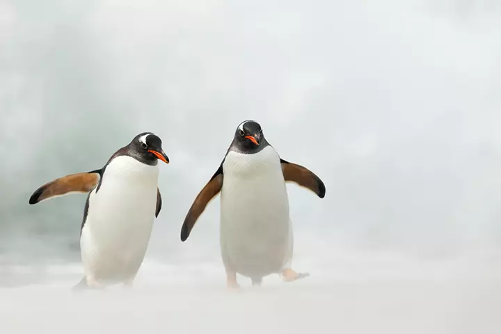 The Famous Waddle